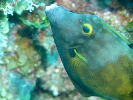 046 Whitespotted Filefish IMG 5380